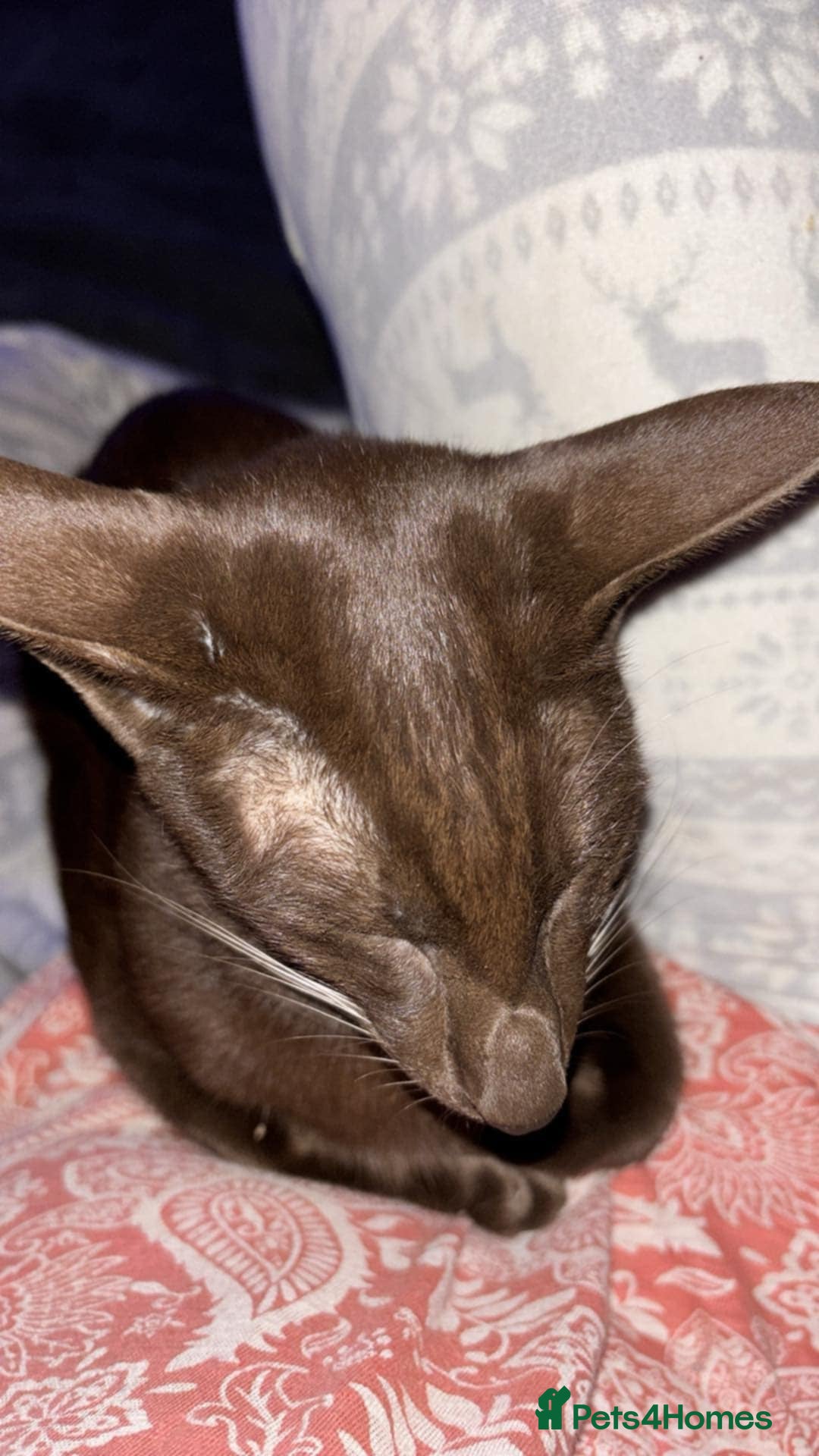 Oriental cats for sale: GCCF Oriental Shorthair Neutered Female For Sale - Image 17