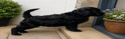 Goldendoodle dogs for sale: Beautiful miniature F1 Goldendoodle - Advert 9