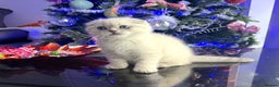 Scottish Fold cats for sale: 😻Stunning Pure breed Scottish fold kittens 😻 - Advert 8