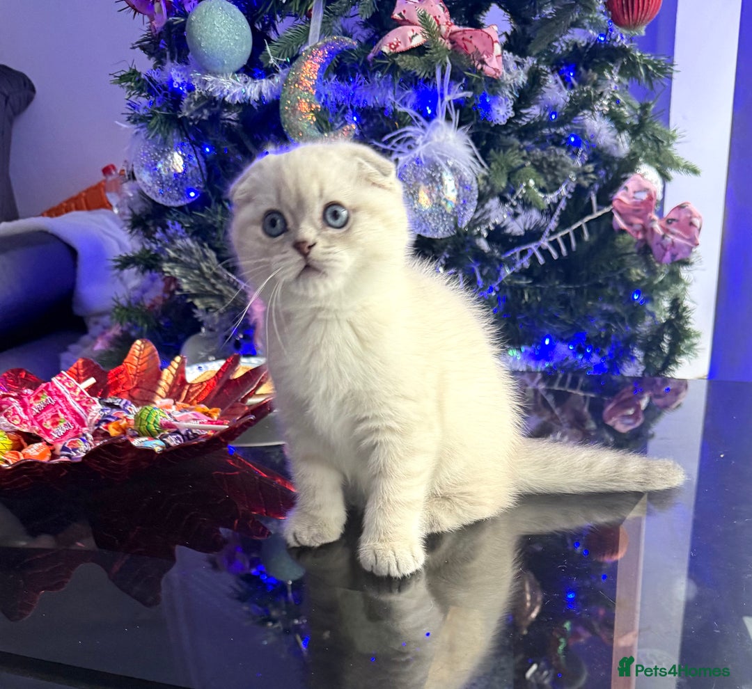 Scottish Fold cats for sale: 😻Stunning Pure breed Scottish fold kittens 😻 - Advert 8