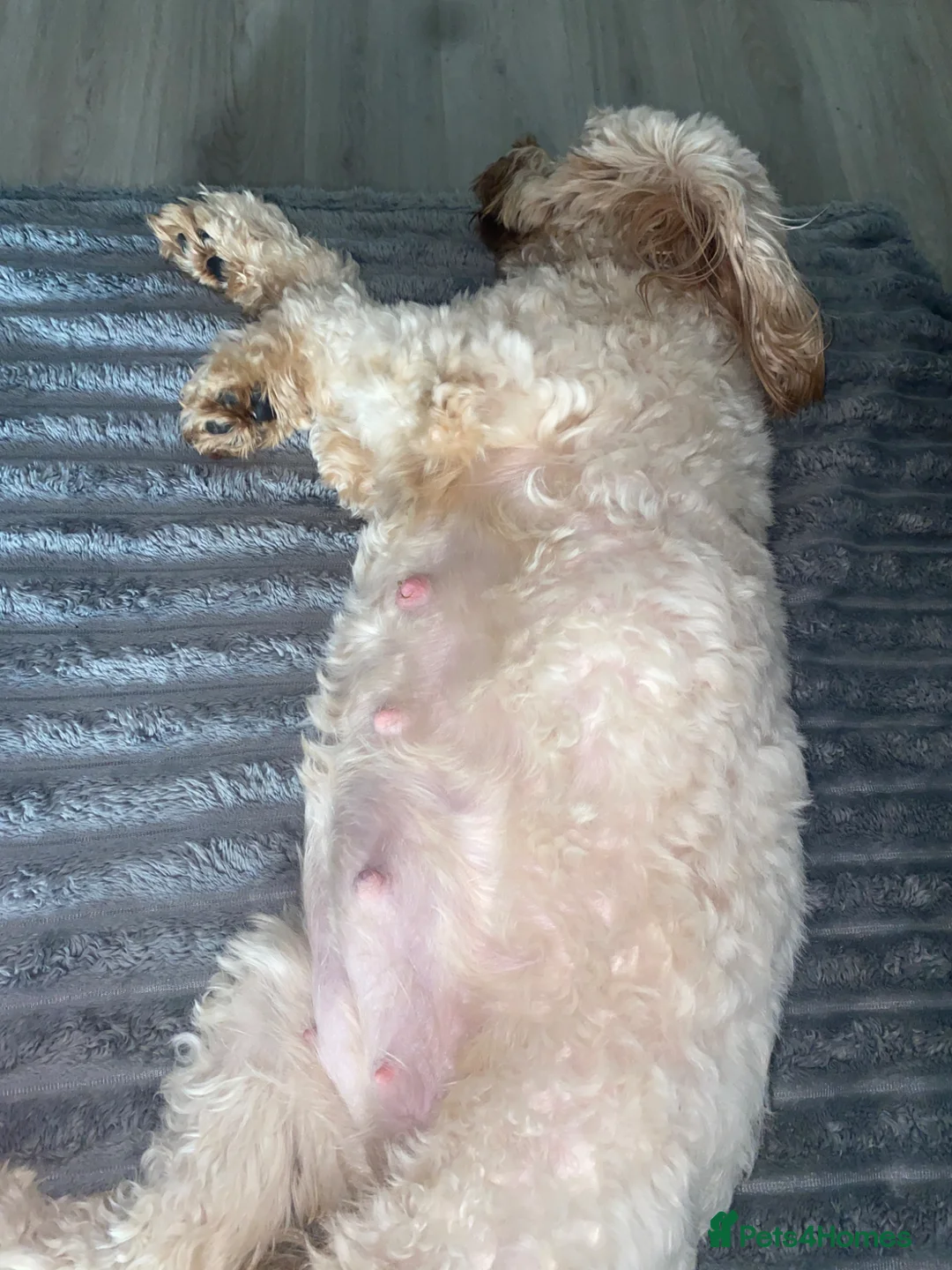 Mixed Breed dogs for sale: Doxipoo puppies  - Advert 2