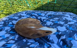 Guinea Pig rodents for sale: Baby guinea pigs - Image 7