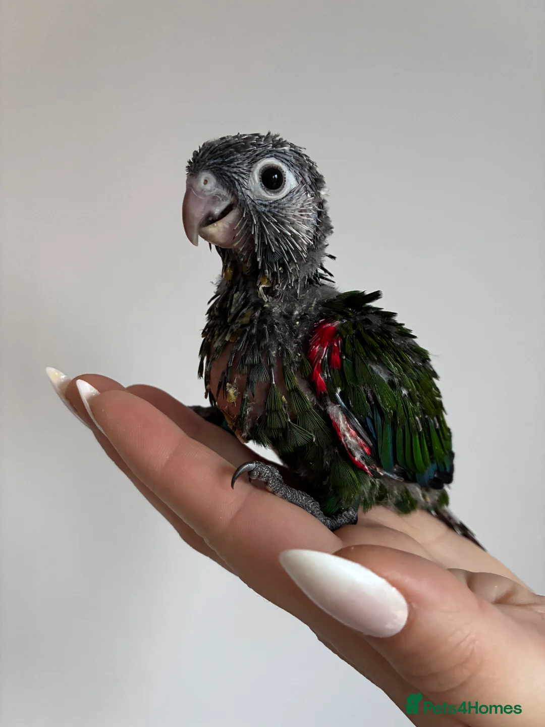 Conures birds for sale: Hand reared silly tame conures!  - Advert 2