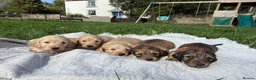 Miniature Dachshund dogs for sale: 5 of the most gorgeous Cream Dachshunds! - Advert 6