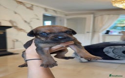 Mixed Breed dogs for sale: cane corso x doberman puppies - Image 6