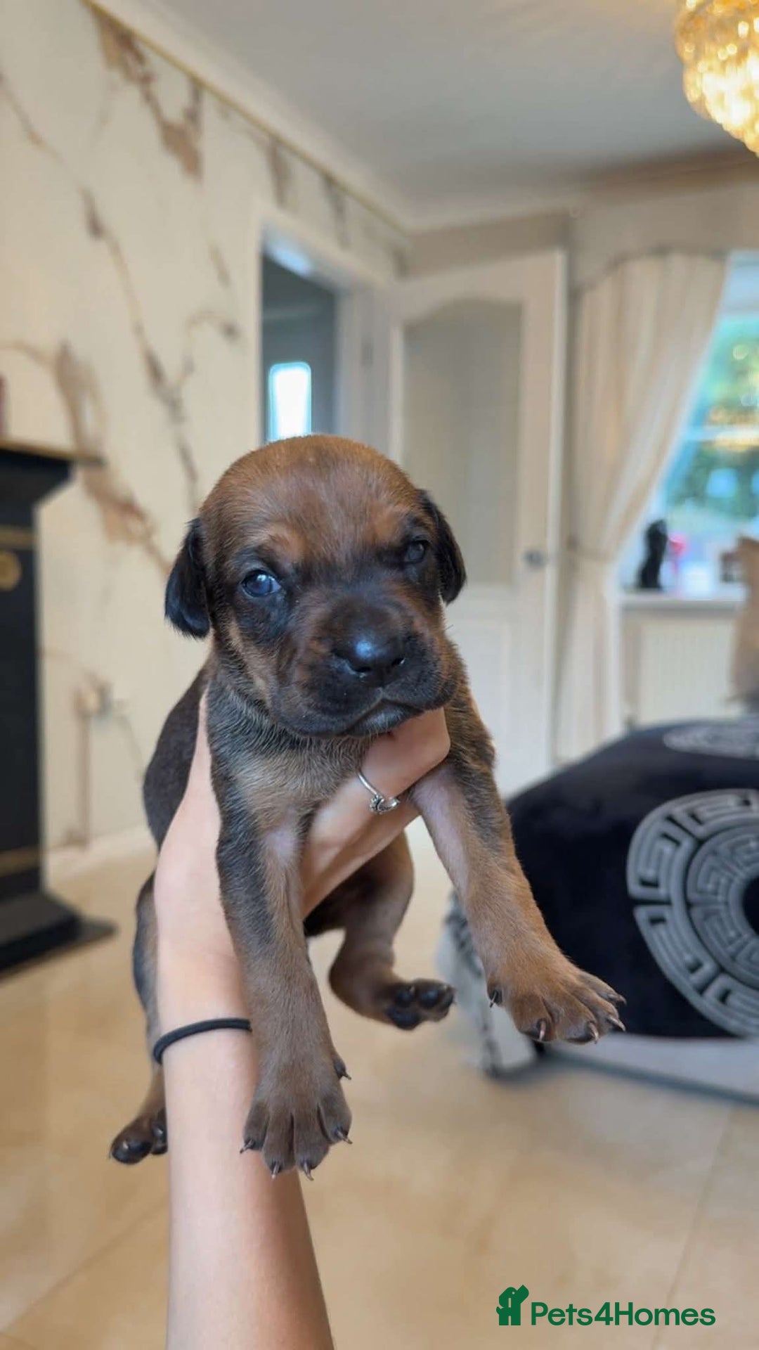 Mixed Breed dogs for sale: cane corso x doberman puppies - Image 6