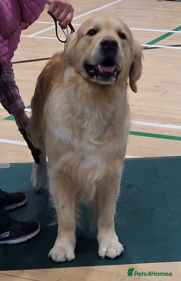 Golden Retriever dogs Cesarka Golden Retrievers in Conwy - Advert 9