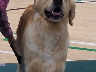 Golden Retriever dogs Cesarka Golden Retrievers in Conwy - Advert 10