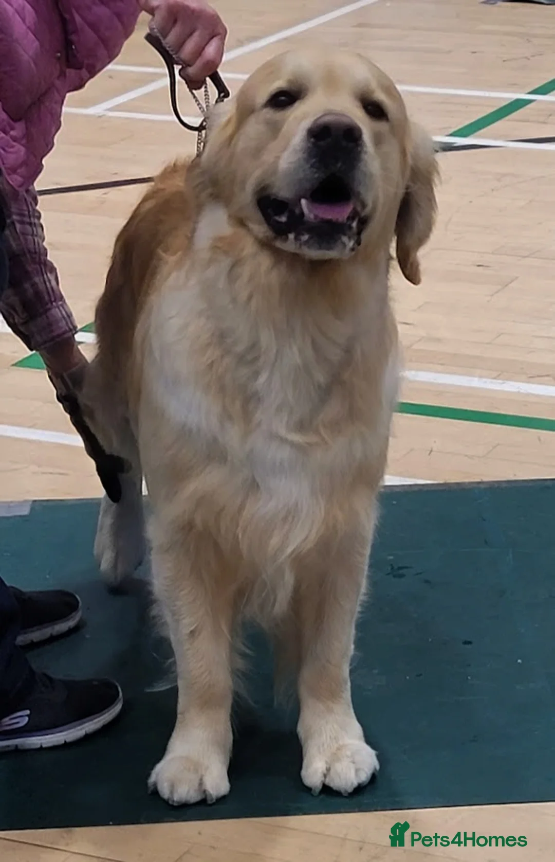 Golden Retriever dogs for stud: Cesarka Golden Retrievers in Conwy - Advert 3