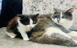 Ragdoll cats for sale: Stunning Ragdoll X Girl Kittens  - Image 4