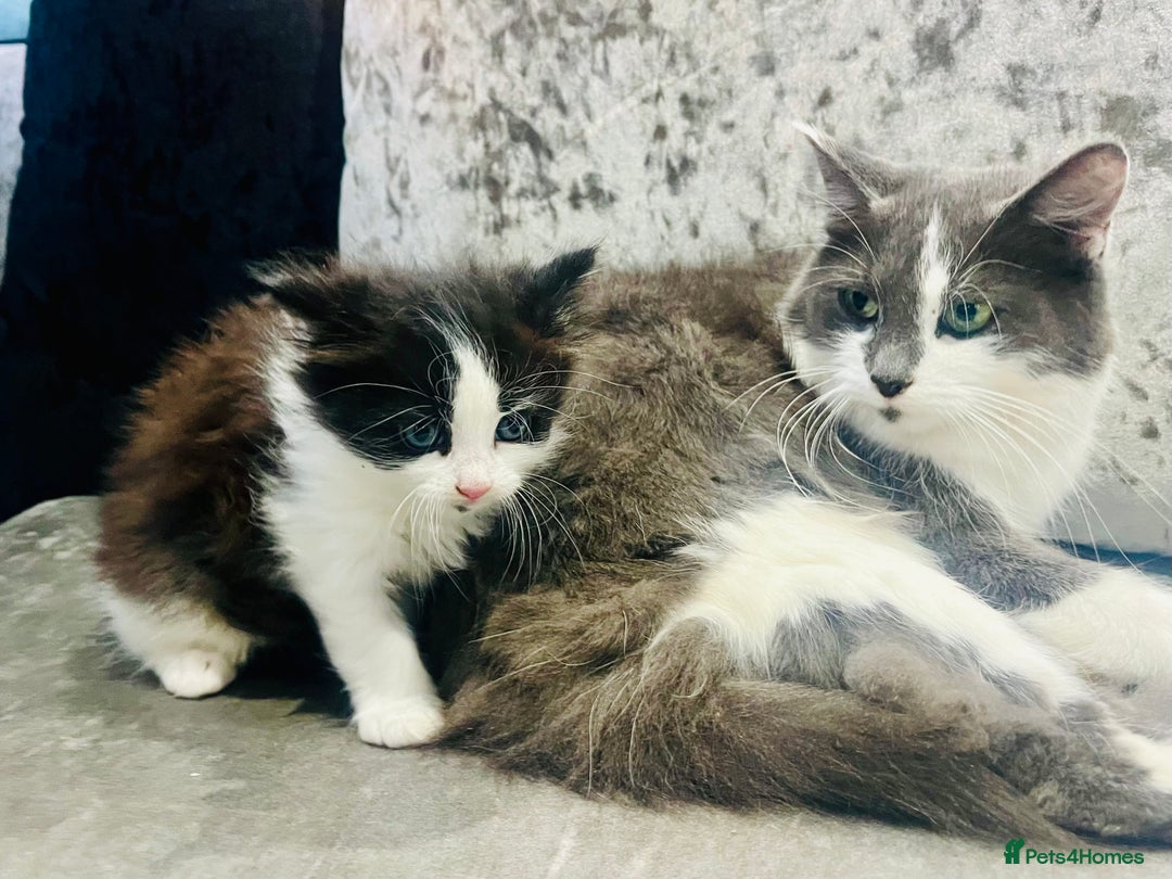 Ragdoll cats for sale: Stunning Ragdoll X Girl Kittens  - Image 4