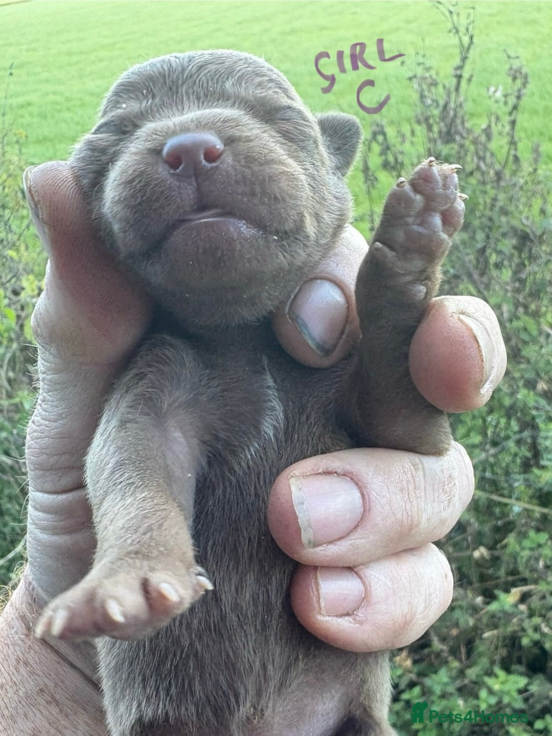 Patterdale Terrier dogs for sale: #Sold# Quality Patterdale Terrier Pups - Image 7