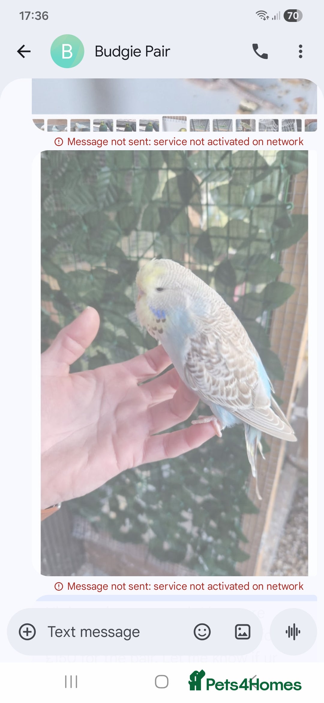 Budgerigars birds for sale: 1 male 1 female adult budgie £100 - Advert 4