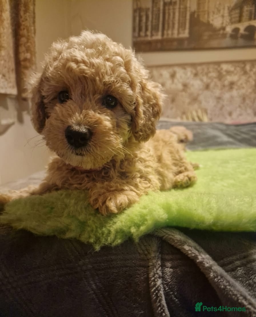 Maltipoo dogs Maltipoo  - Advert 1