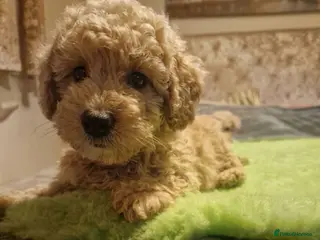 Maltipoo dogs Maltipoo - Advert 1