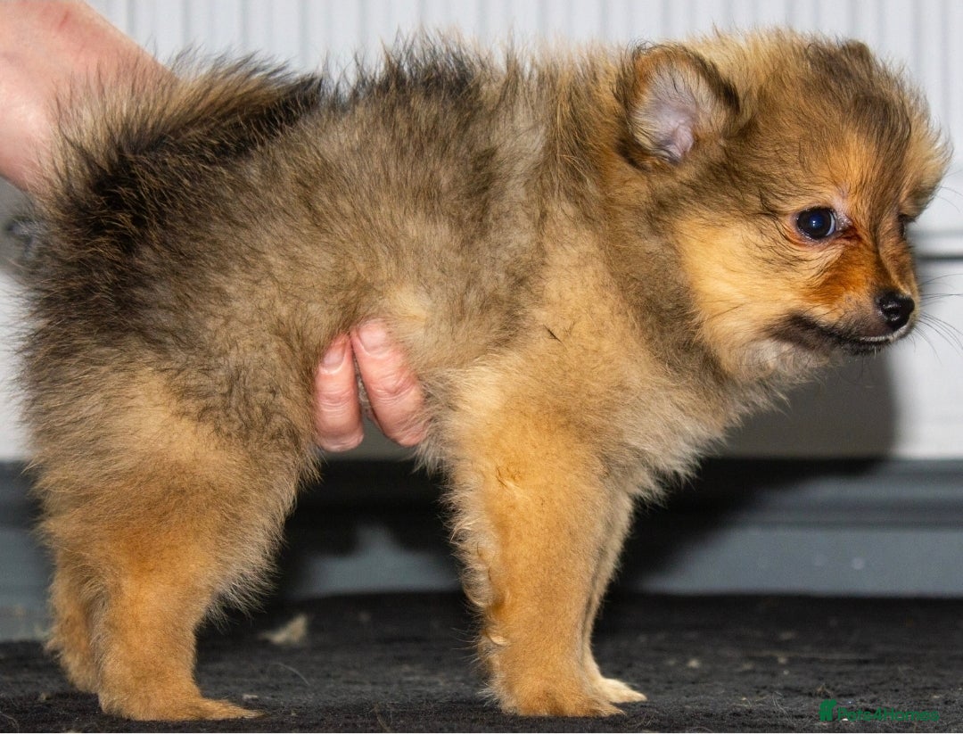 Pomeranian dogs for sale: Beautiful pomeranian pups in Houghton le Spring - Image 25