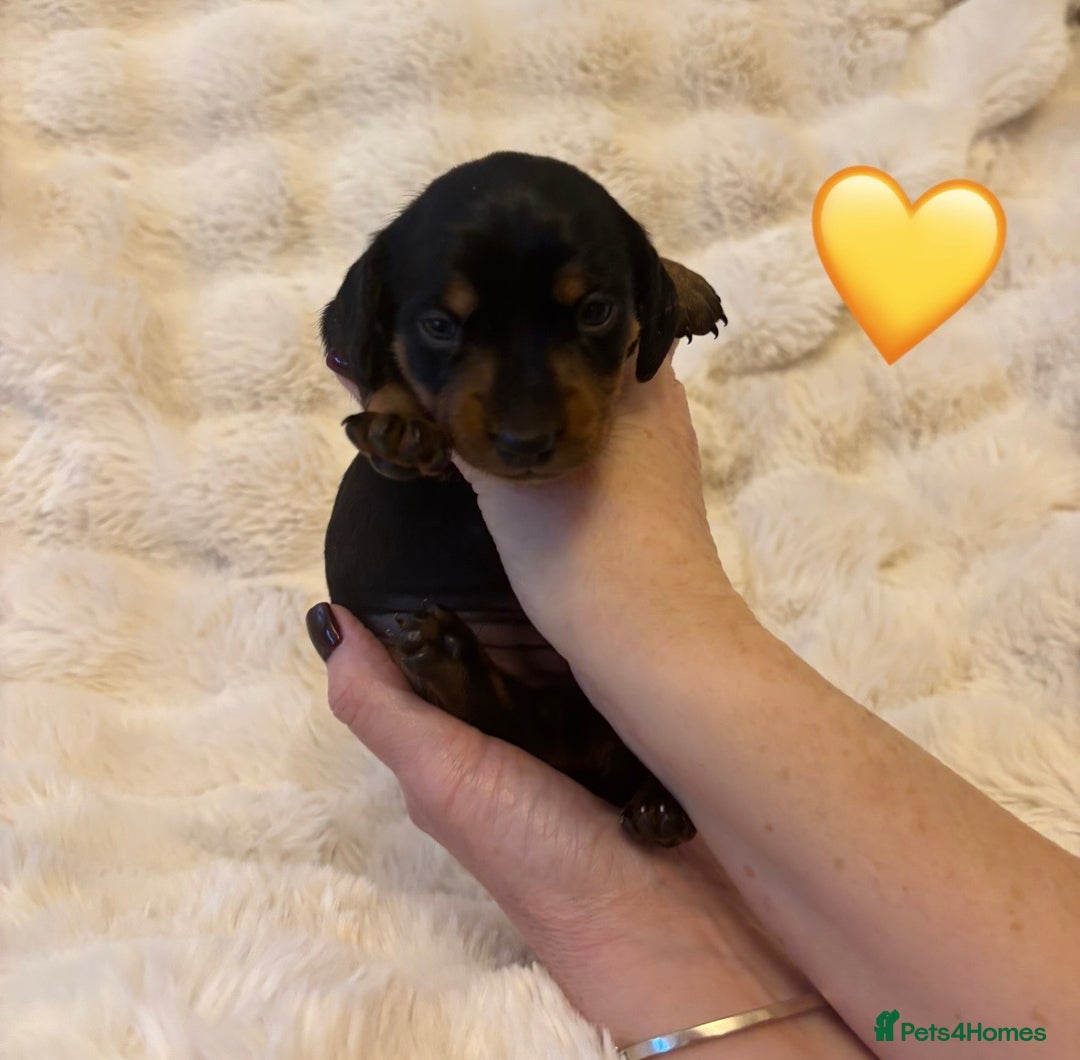 Miniature Dachshund dogs for sale: 🥇KC Registered Miniature Dachshunds Champion Line - Advert 14