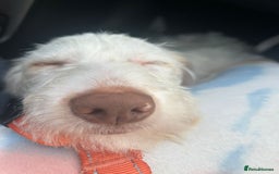 Italian Spinone dogs for sale: Bingo - Image 3