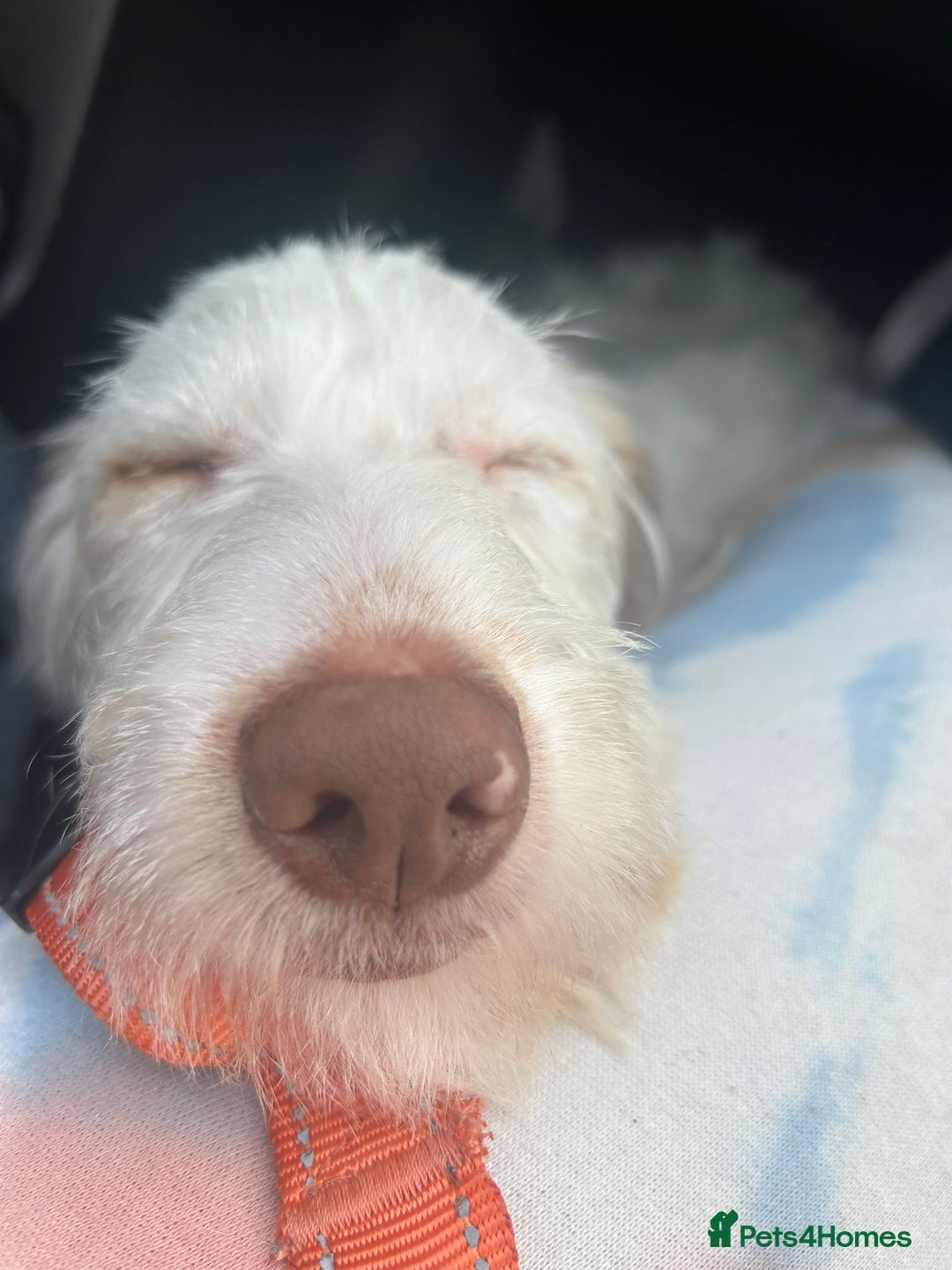 Italian Spinone dogs for sale: Bingo - Image 3