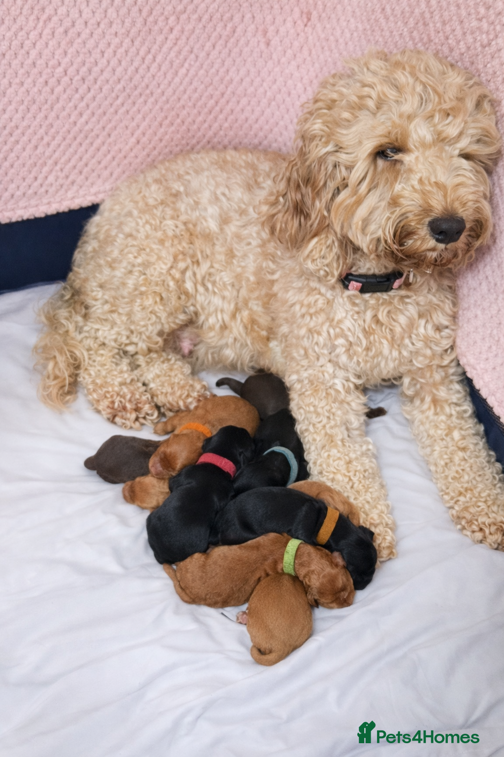 Cockapoo dogs Cockerpoo Puppies F2 - Advert 9