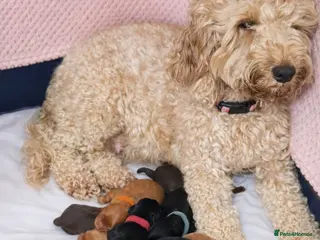 Cockapoo dogs Cockerpoo Puppies F2 - Advert 9