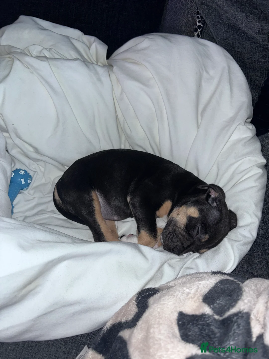 Mixed Breed dogs for sale: 9 week old staff x American bulldog - Advert 3