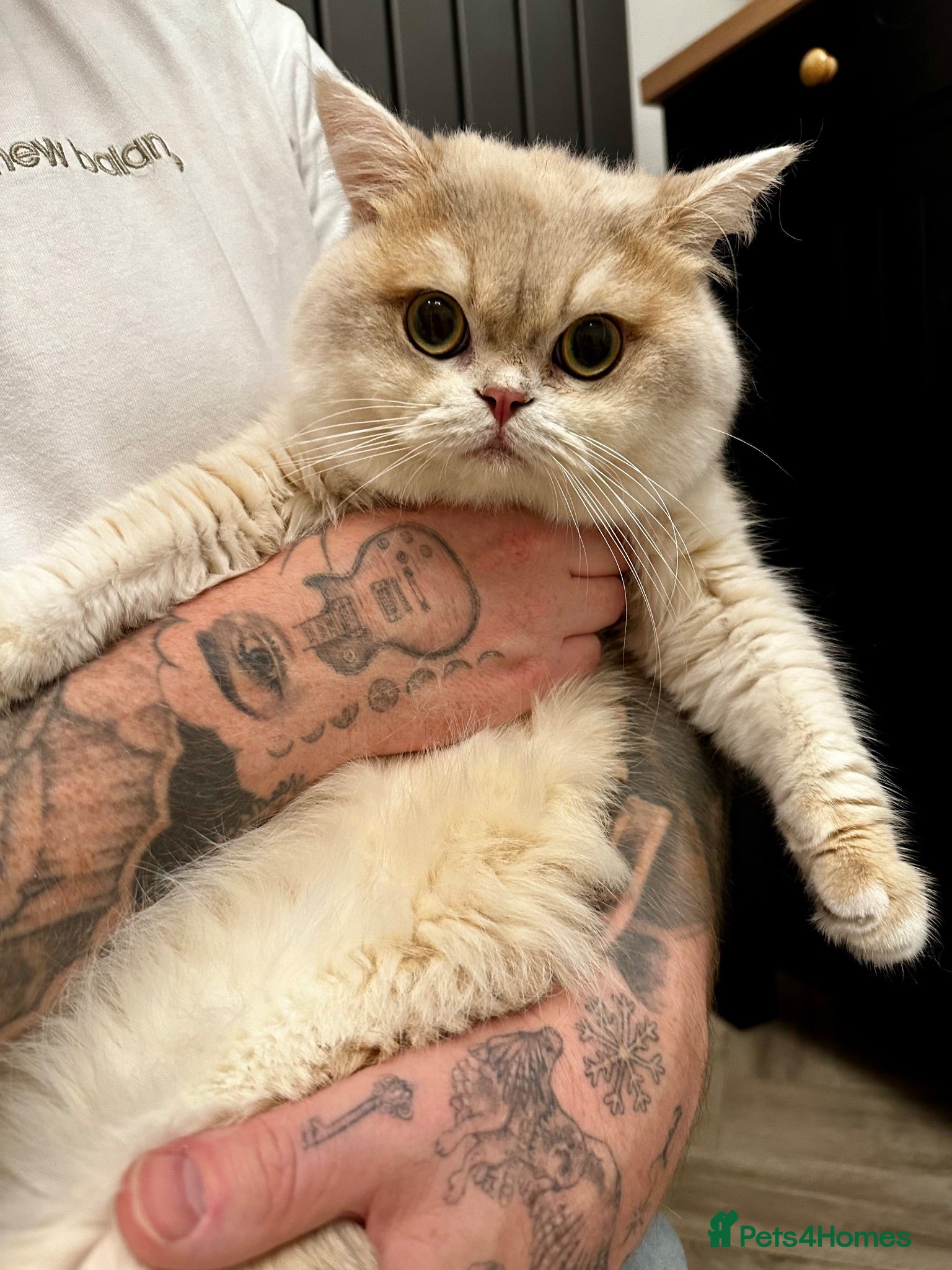 British Shorthair cats 🩵 British Shorthair/Scottish straight male 💙  - Advert 1