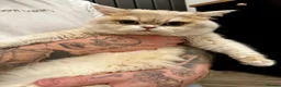 British Shorthair cats for sale: 🩵 British Shorthair/Scottish straight male 💙  - Advert 1