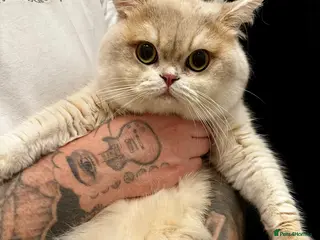 British Shorthair cats 🩵 British Shorthair/Scottish straight male 💙 - Advert 1