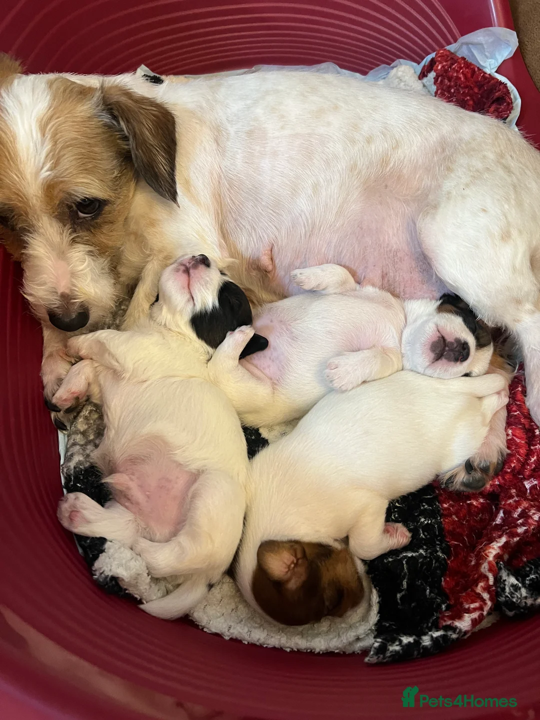 Jack Russell dogs for sale: Jack Russell puppies - Advert 1