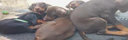 Dobermann dogs for sale: Dobermann puppies - Advert 4