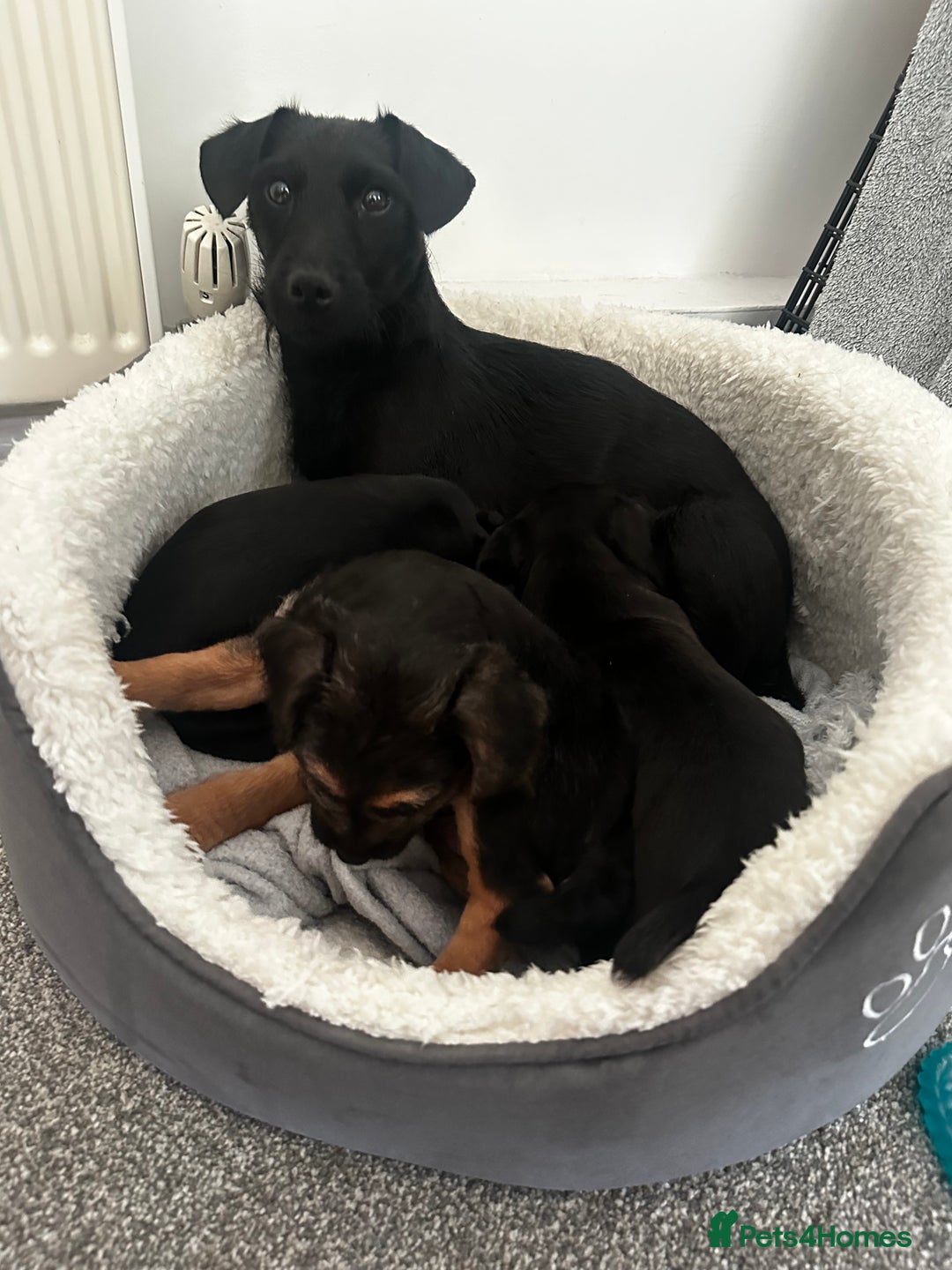 Patterdale Terrier dogs for sale: Patterdale Terrier puppies - Advert 3