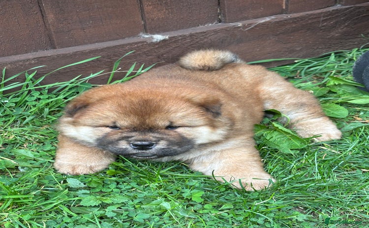 Chow Chow dogs - Advert 4