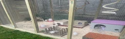 Quail poultry for sale: ** QUAIL CHICKS FOR SALE ** - Advert 6