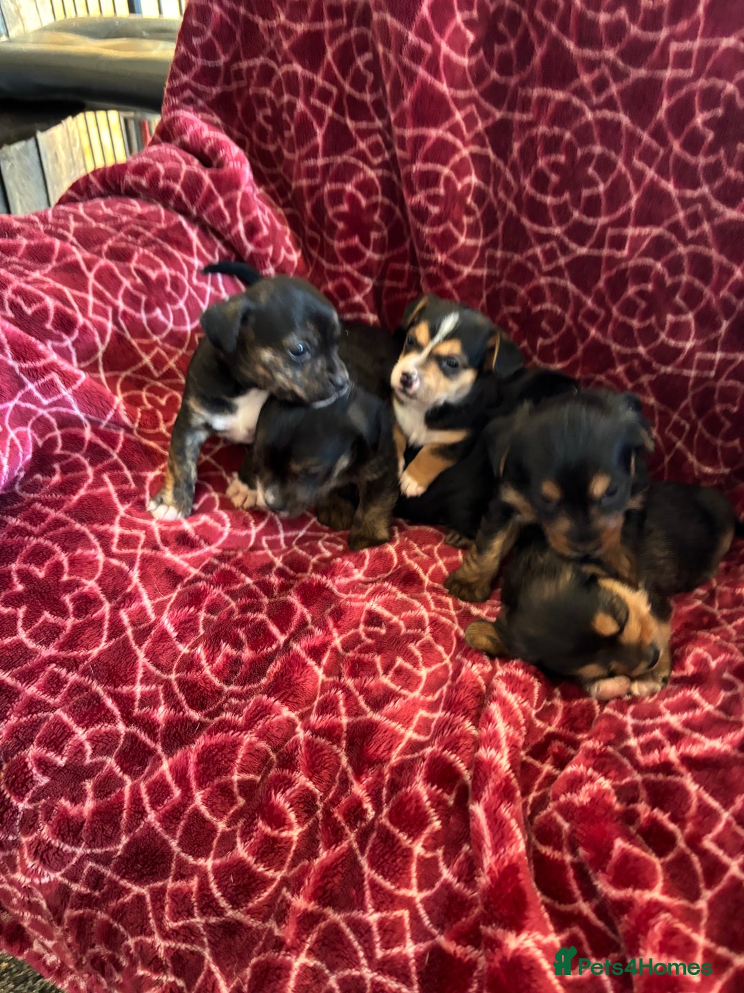 Mixed Breed dogs for sale: Gorgeous Jorkiepoo Puppies  - Advert 4