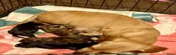 Miniature Dachshund dogs for sale: Stunning brindle miniature dachshund puppies in Plymouth - Advert 3
