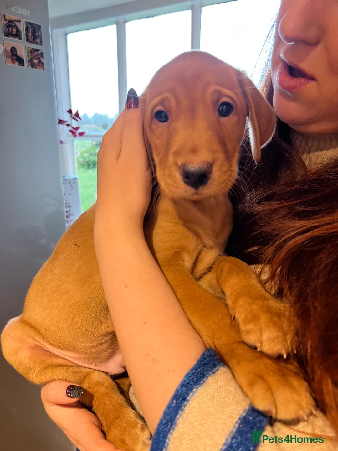 Labrador Retriever dogs for sale: Fox Red Labrador’s  - Advert 11