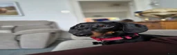 Dachshund dogs for sale: Dachshund Milo - Advert 9