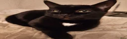 Domestic Shorthair cats for sale: Bonded pair of indoor girl cats - together only - Advert 10