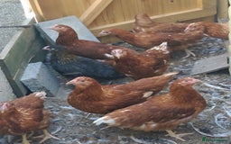 Hens poultry for sale: Various pullets - Image 1