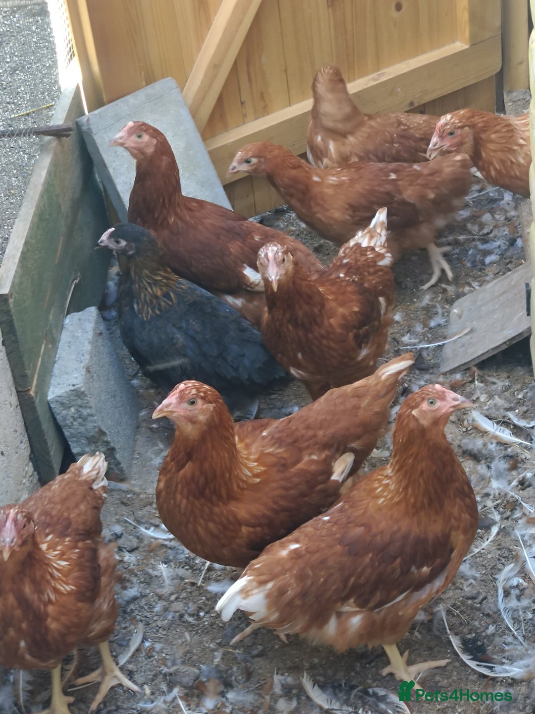 Hens poultry for sale: Various pullets - Image 1