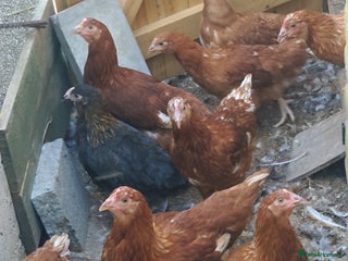 Hens poultry - Advert 4