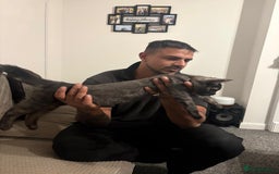 Maine Coon cats for sale: 🖤 Gorgeous 3-Month-Old Maine Coon Girl 🖤 - Image 5