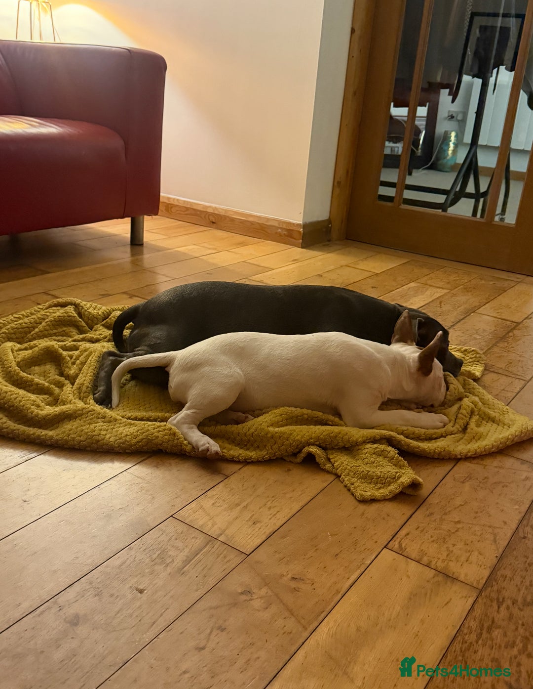 Miniature Bull terrier dogs for sale: Miniature Bull Terrier for sale  - Advert 4