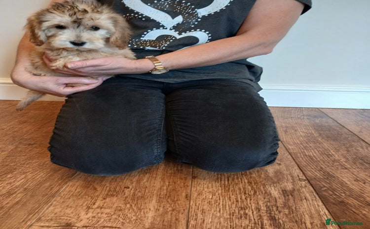 Cockapoo dogs - Advert 4