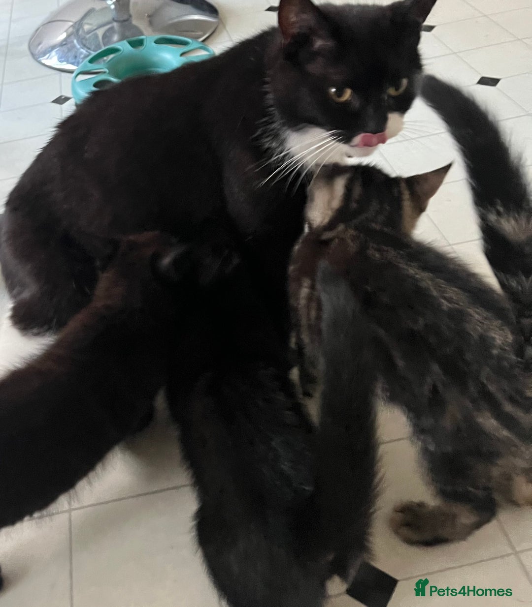 Mixed Breed cats for sale: 4 x Beautiful Adorable Kittens *Ready Now* - Image 30