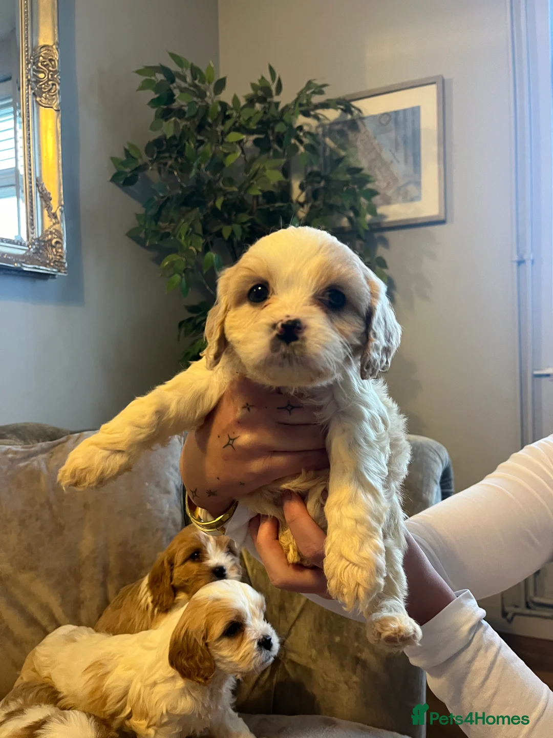 Cavachon dogs for sale: Cavachon puppies  - Advert 2