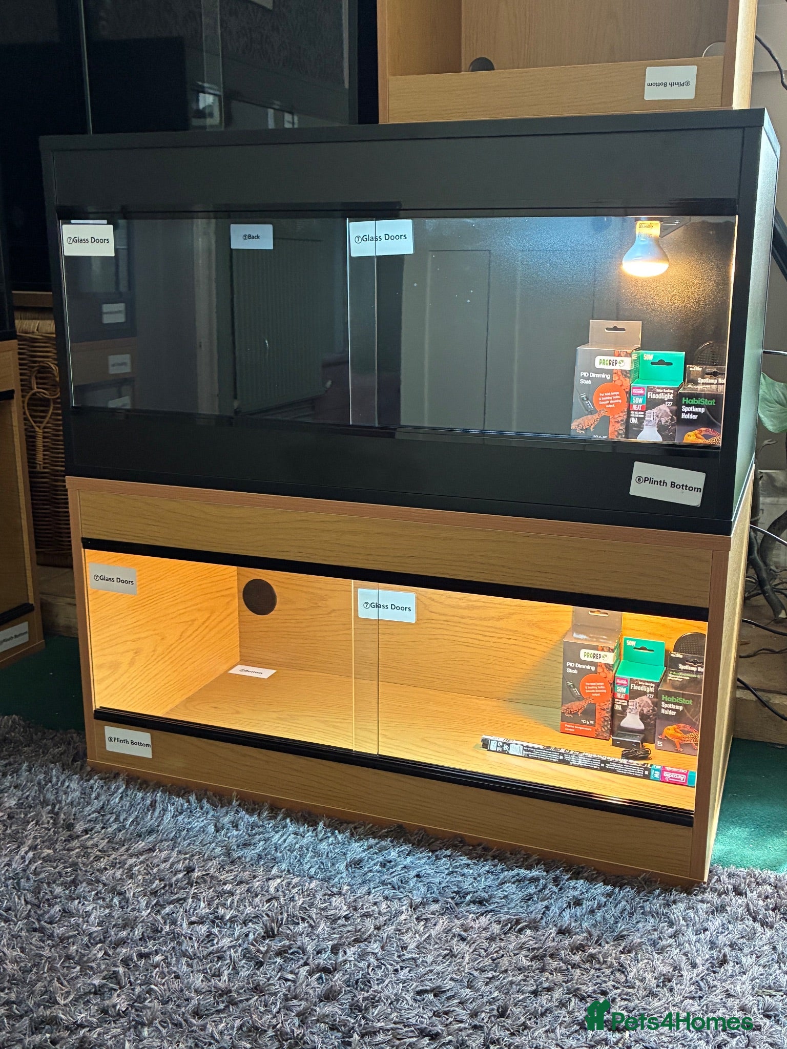 Leopard Gecko reptiles Leopard Gecko + Setup Kits - Advert 1