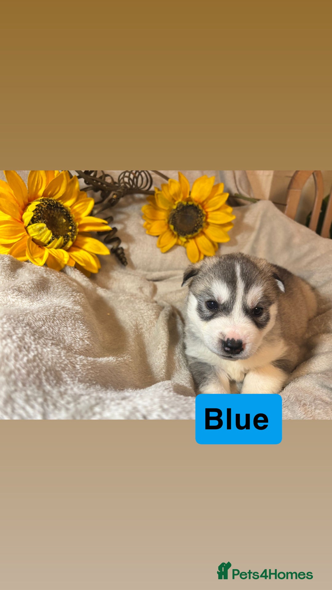 Utonagan dogs for sale: 8 Huskey malamutes  - Image 2