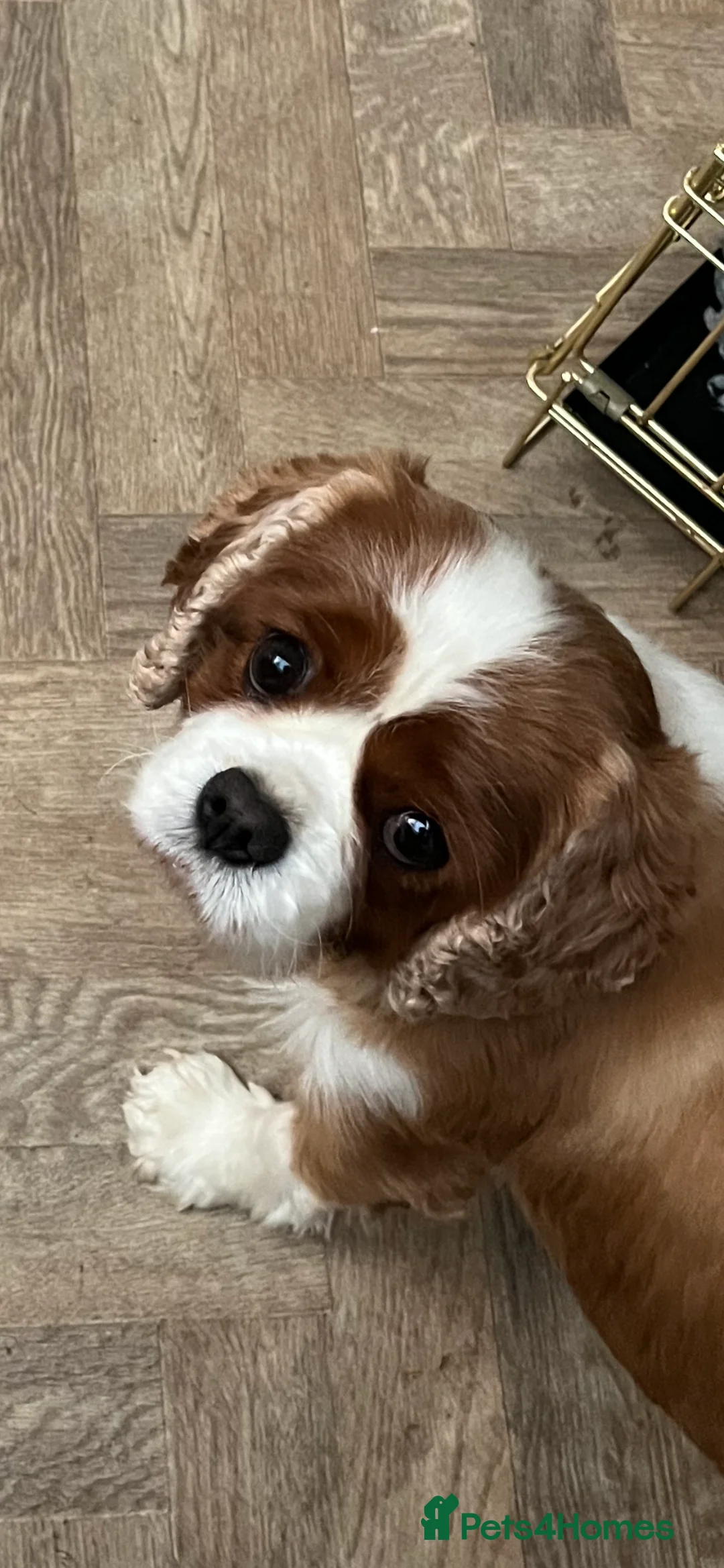 Cavalier King Charles Spaniel dogs for sale: 3 adult cavaliers (speyed)1 boy 2 girls  - Advert 2